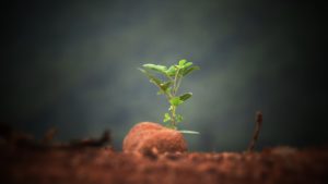 Small plant representing landscape businesses sales growth. 